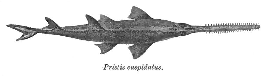 رسم علمي تاريخي لأبو منشار ضيق المنشار، 1889، نُشر بالاسم القديم Pristis cuspidatus.